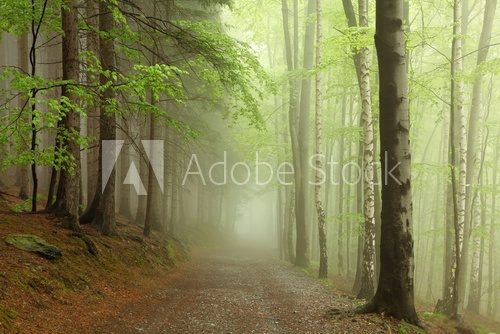 Forest path on the border between coniferous and deciduous trees