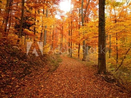 Forest Trail During Fall