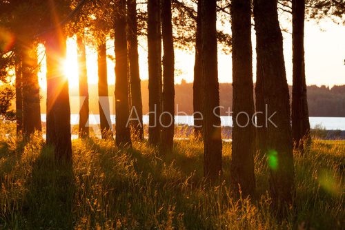 Tree silhouettes and long hay in golden evening sun light
