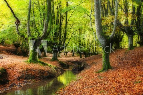 stream through the trees in a beautiful beech forest in autumn