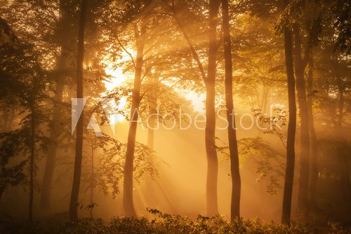Sunlit forest in the morning