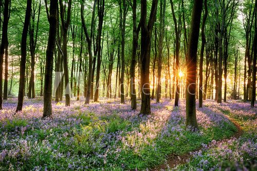 Bluebell forest path at sunrise