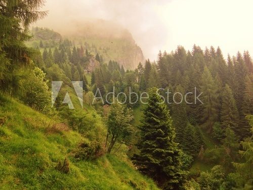 Märchenwald im Nebel