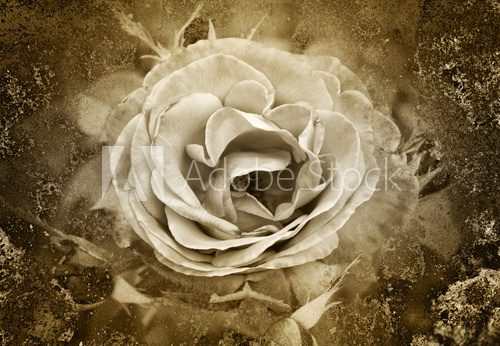 Altes Foto - Die Rose