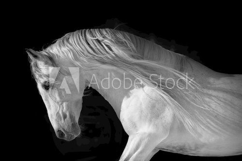 horse portrait on a dark background