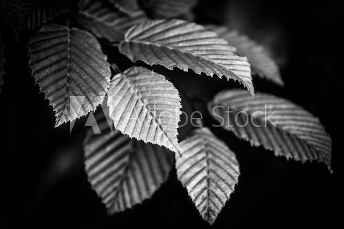 Black and white leaves