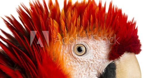 Close-up on a Scarlet Macaw's eye (4 years old) isolated on whit