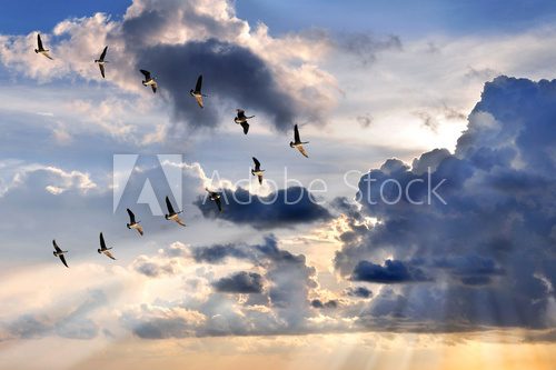 Geese Flying in V-Formation