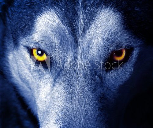 beautiful eyes of a wild wolf.