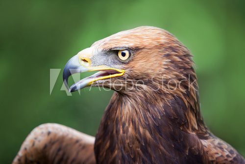 Golden Eagle crossed with a Russian Steepe Eagle