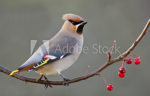 Bohemian Waxwing perched on a twig with berries