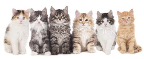Sechs Kätzchen nebeneinander , Katzengruppe