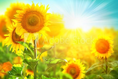 Beautiful sunflower blooming on the field. Growing sunflowers