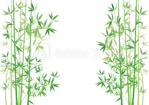 Bambus Zweige