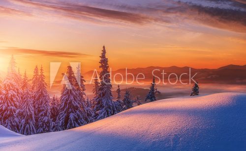Amazing sunrise in the mountains. Sunset winter landscape with snow-covered pine trees in violet and pink colors. Fantastic colorful Scene with picturesque dramatic sky. Christmas wintery Background
