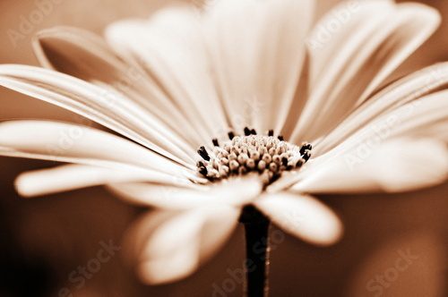 pretty daisy, shallow depth of field