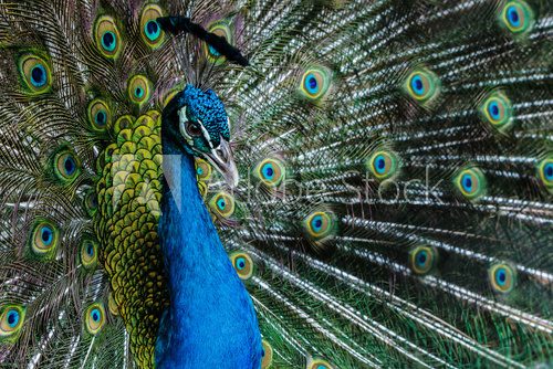 Bright color peacock.