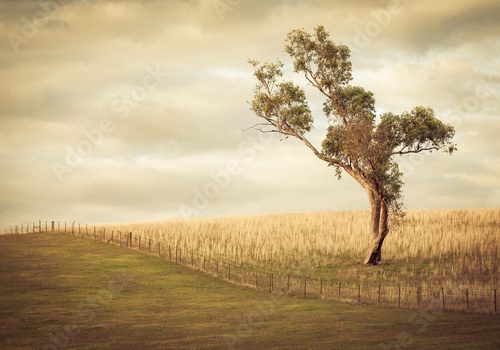 Lonesome Gum Tree in Australia