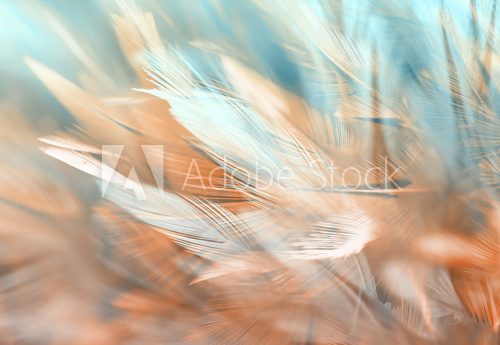Colorful chicken feathers in soft and blur style, background is for backdrop design