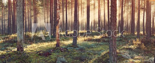 Coniferous forest with morning sun shining in the morning