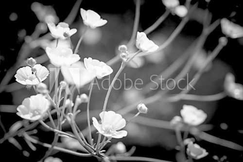 Buttercups