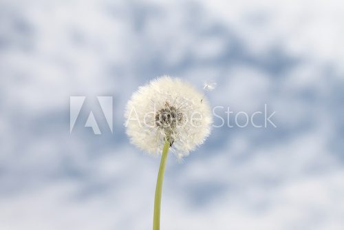 dandelion background blue sky