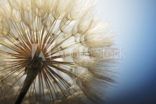 big dandelion on a blue background