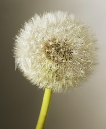 Grey dandelion.