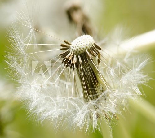 Wünsche erfüllen: Flugschirme der Pusteblume beim Start