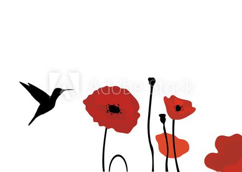 vector hummingbird and poppies