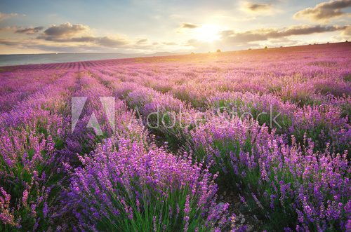 Meadow of lavender.