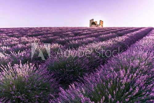ruine dans un champ de lavande à valensole