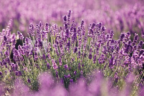 Purple lavender flowers in the field