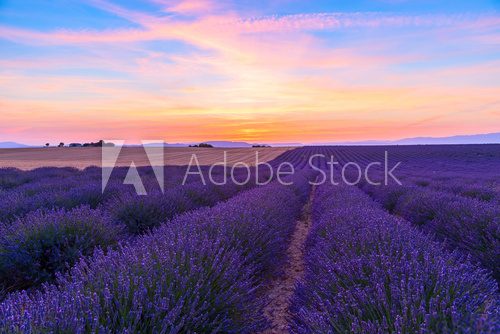 Stunning landscape with lavender field at sunset