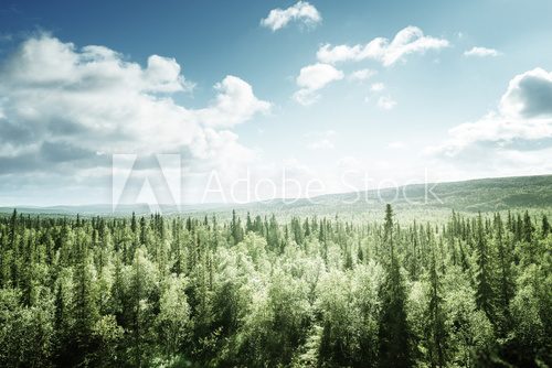 forest in sunny day