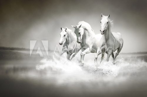 Herd of white horses running through water