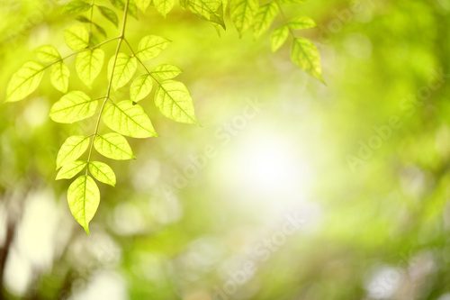 Green leaf nature i for wallpaper and background, Yellow color with copy space using as background natural green plants landscape