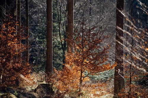Morgens im Mischwald