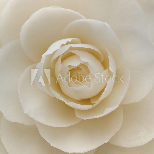 Closeup of a white camellia flower