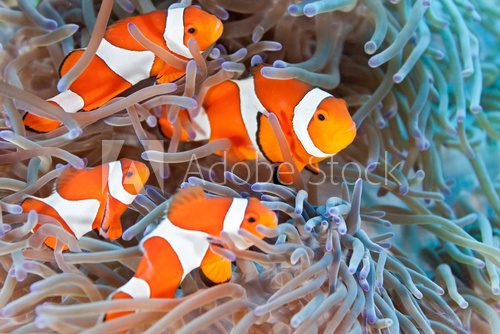 Clownfish