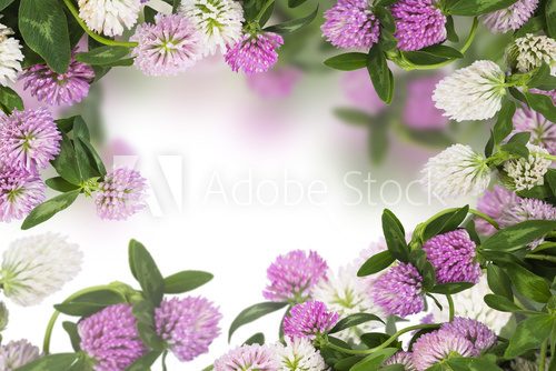 Wild flowers of clover on white background