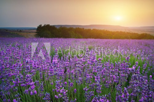 Lavender beautiful meadow.