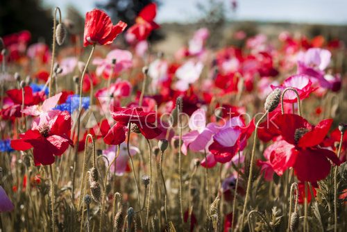 Poppy field