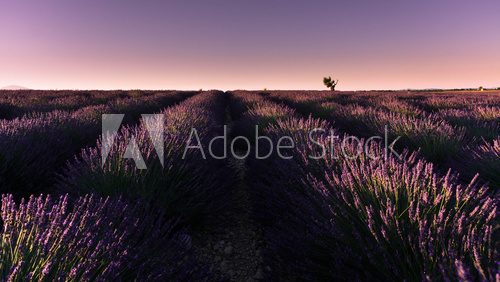 levé de soleil sur un champ de lavande