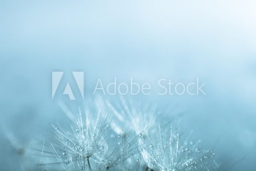 Dandelion seed, shallow focus