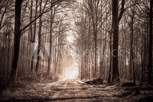 Forest train in sepia colors
