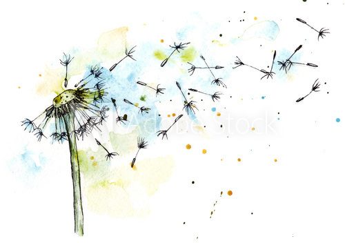 Dandelion watercolor botanical illustration