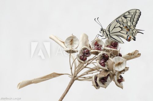 Papilio machaon