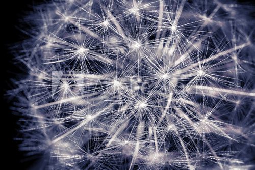 Constellation Dandelion