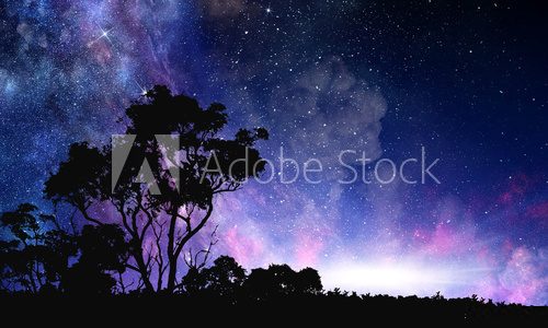 Night forest scene